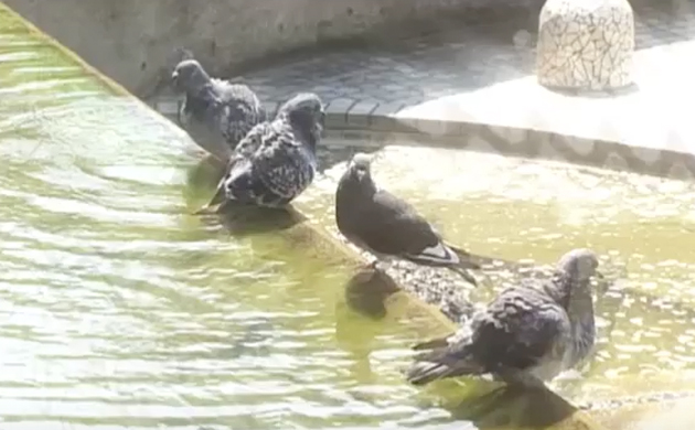 『いのちドラマチック』 -　ハト ヒトが鍛え上げた能力 　ＮＨＫ BS-hibr｜OMD International Group